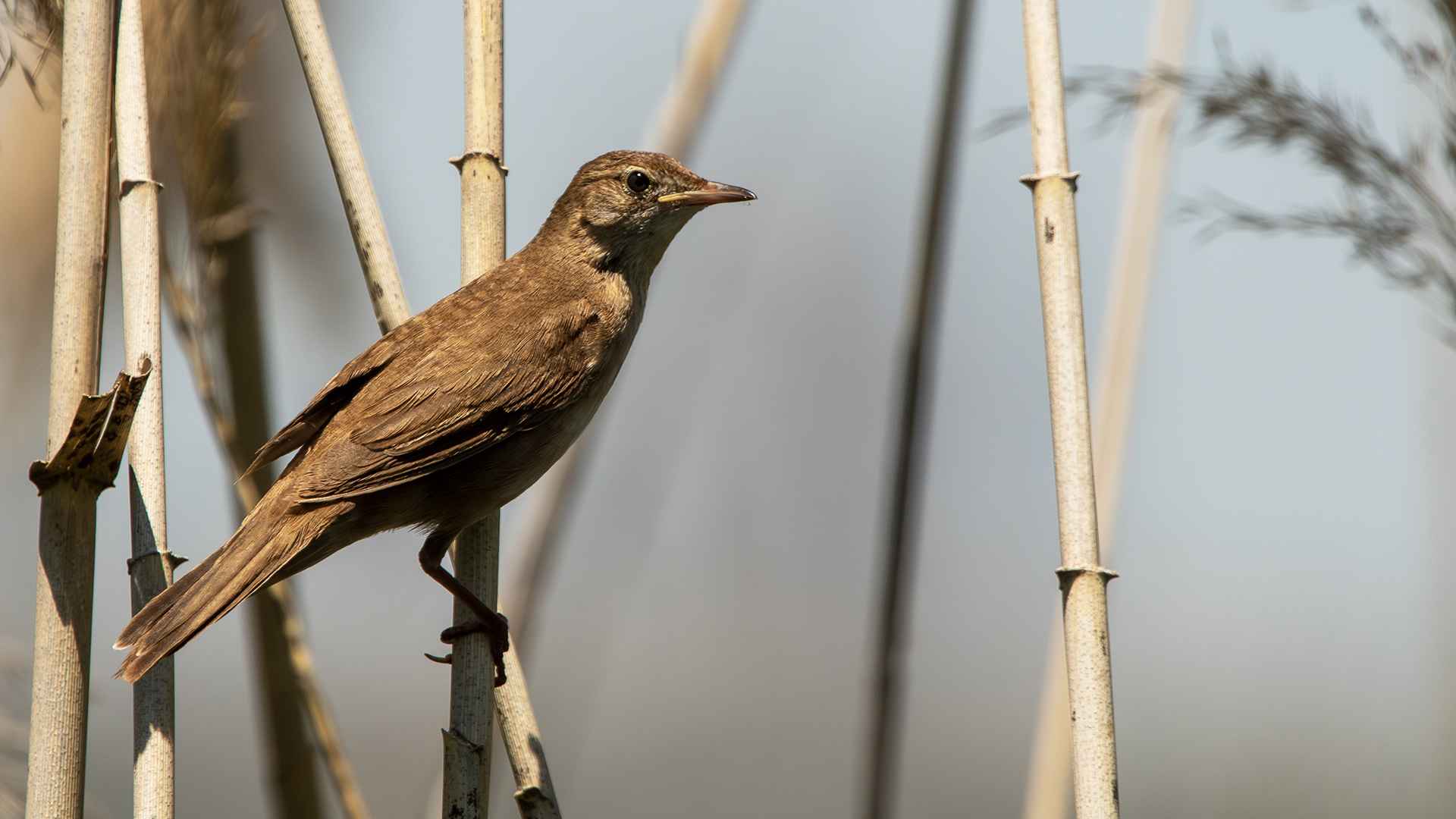 Savi's Warbler